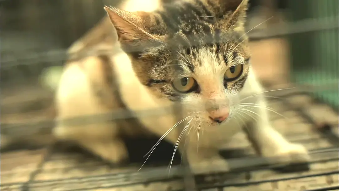 papi妈妈终于赢了，毒死一条狗为什么该判刑？(图4)