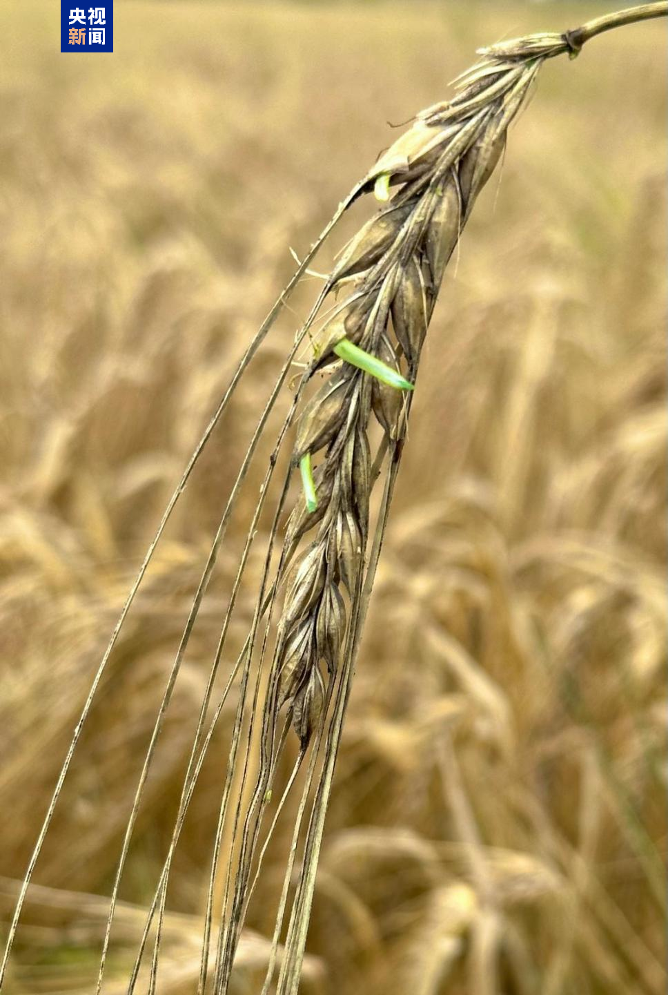 科学家破解大麦种子休眠关键机制，助力应对气候与粮食挑战(图1)