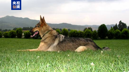 打造中国警犬自主品牌!昆明犬已推广到10余个国家地区(图2) 打造中国警犬自主品牌!昆明犬已推广到10余个国家地区(图2)