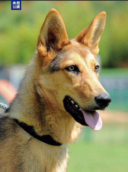打造中国警犬自主品牌!昆明犬已推广到10余个国家地区(图1) 打造中国警犬自主品牌!昆明犬已推广到10余个国家地区(图1)