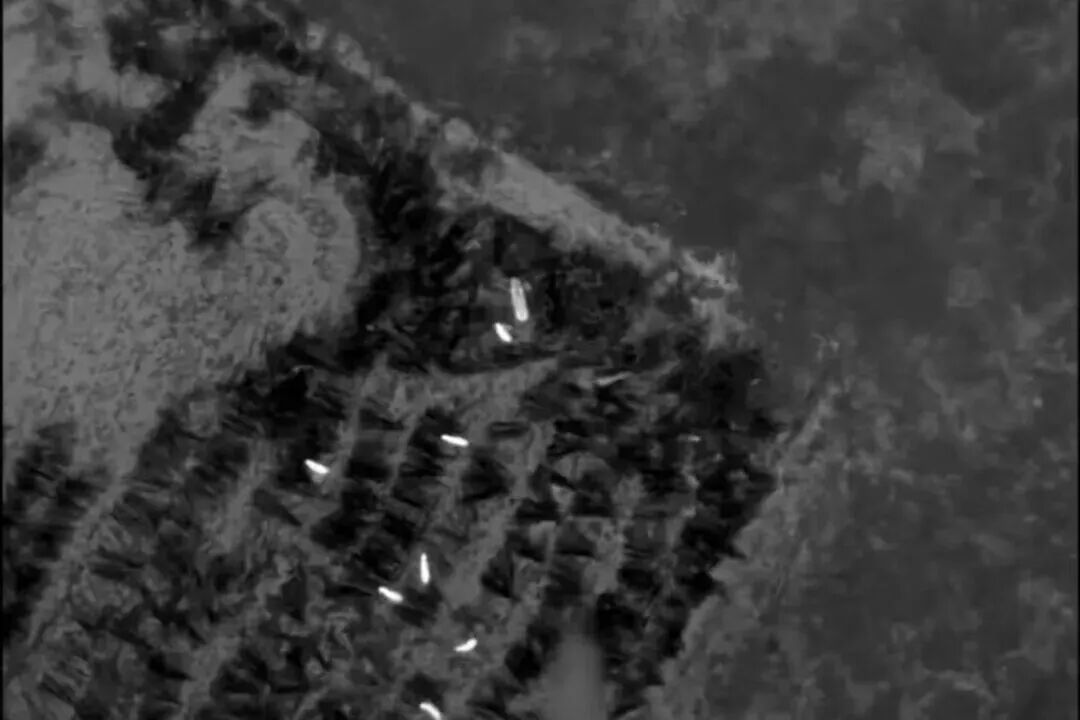 无人机+“牙签箭”，25米高空洞穿野猪！警方摧毁高科技狩猎团伙(图2)