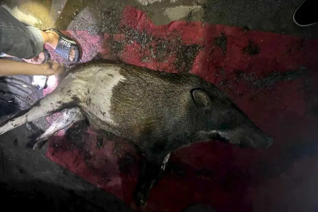 无人机+“牙签箭”，25米高空洞穿野猪！警方摧毁高科技狩猎团伙(图3)