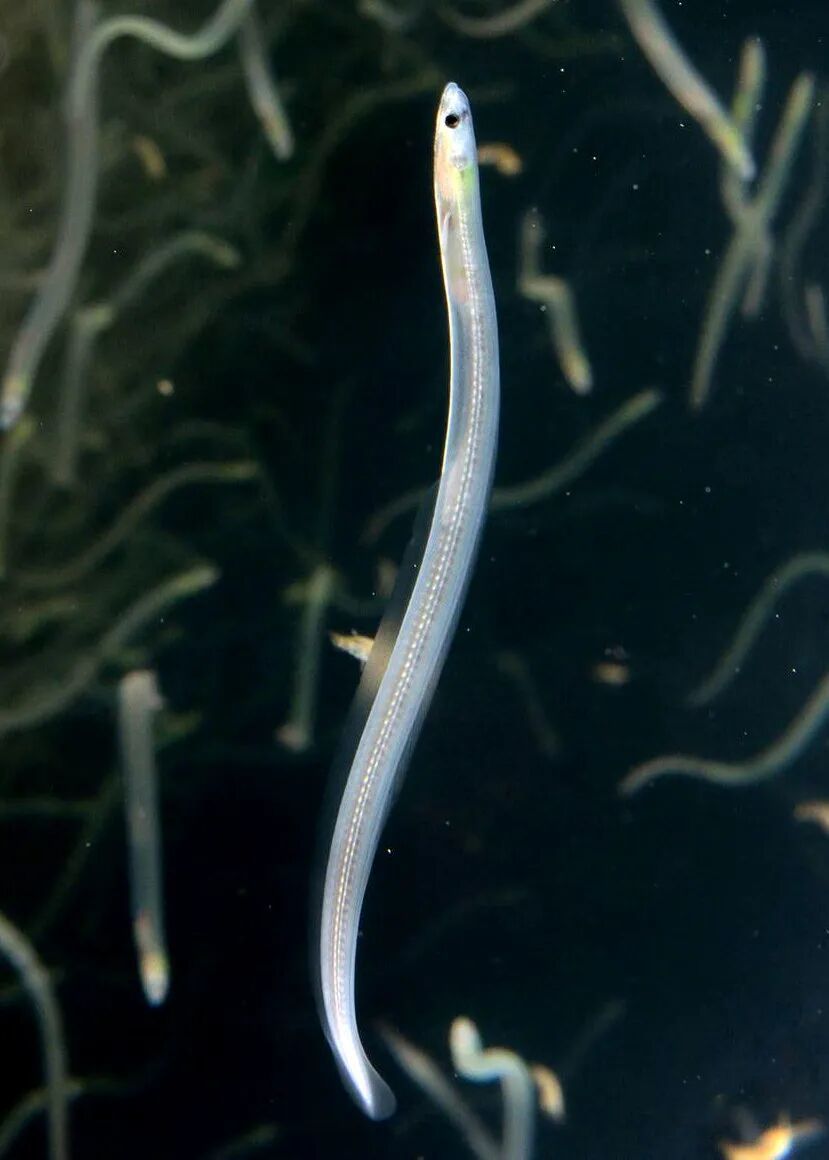 中国的鳗，快被日本吃光了？(图8)