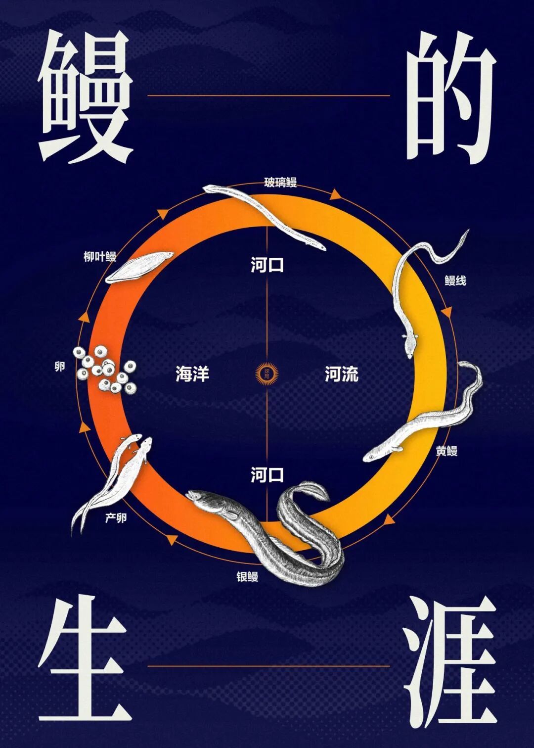 中国的鳗，快被日本吃光了？(图7)