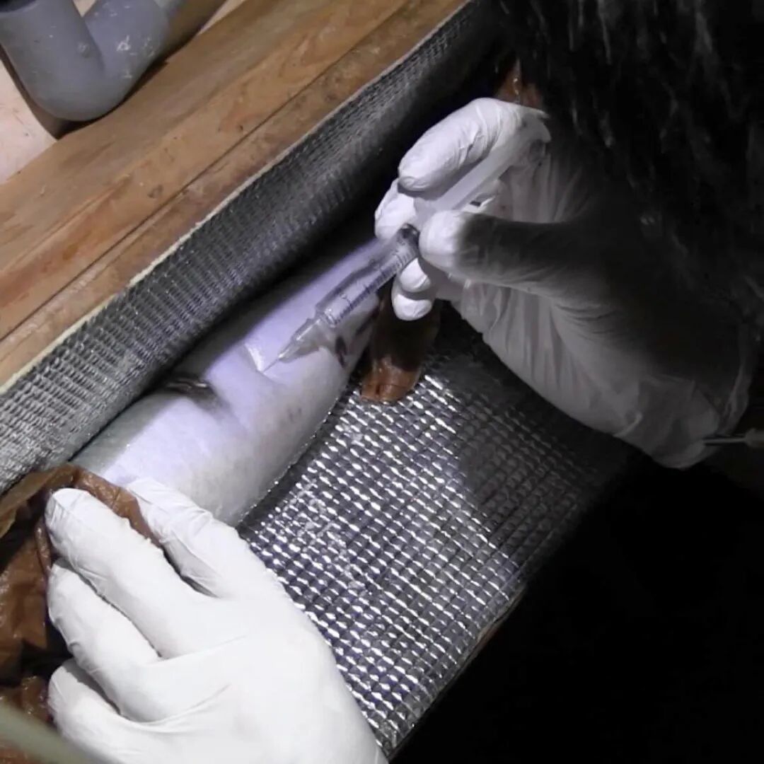 中国的鳗，快被日本吃光了？(图10)