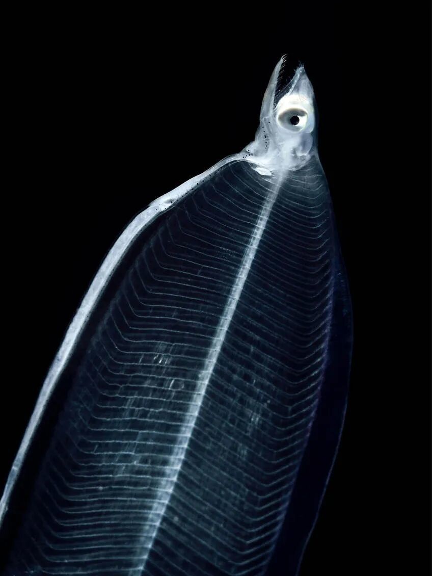 中国的鳗，快被日本吃光了？(图11)