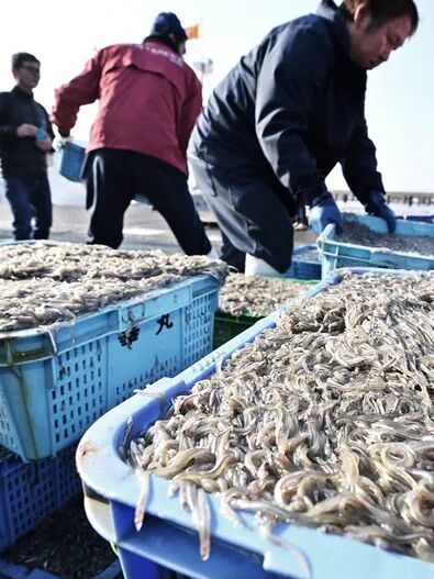 中国的鳗，快被日本吃光了？(图12)