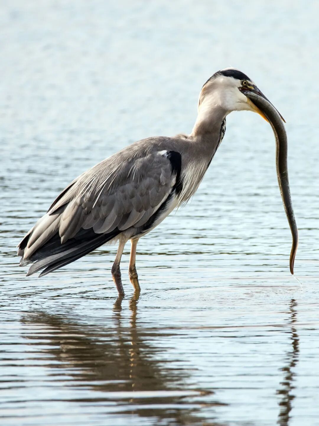 中国的鳗，快被日本吃光了？(图16)