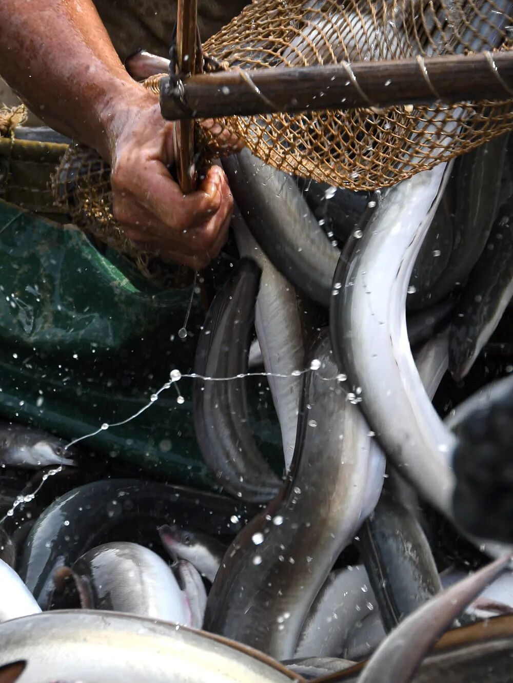 中国的鳗，快被日本吃光了？(图13)