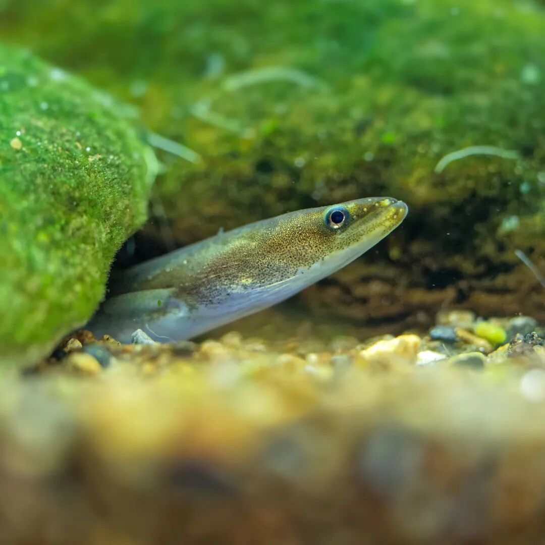 中国的鳗，快被日本吃光了？(图15)