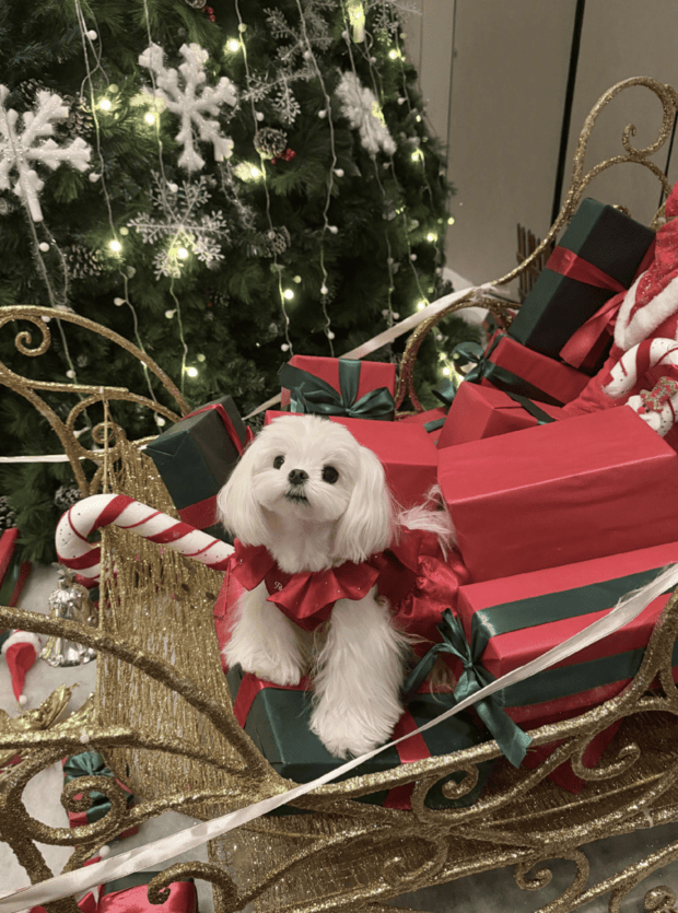 李一桐抱小狗拍照，笑容灵动又俏皮(图4)