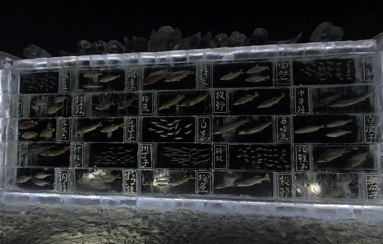 黑龙江一景区现3米高“冰封鱼墙”，中华鲟等20余种江鱼成“冰琥珀”(图2)
