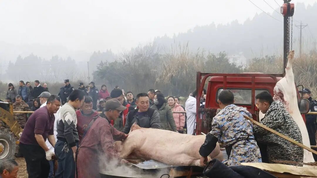 四川一地刨猪宴引上万人参加，是蹭热度还是接地气？村干部回应质疑(图1)