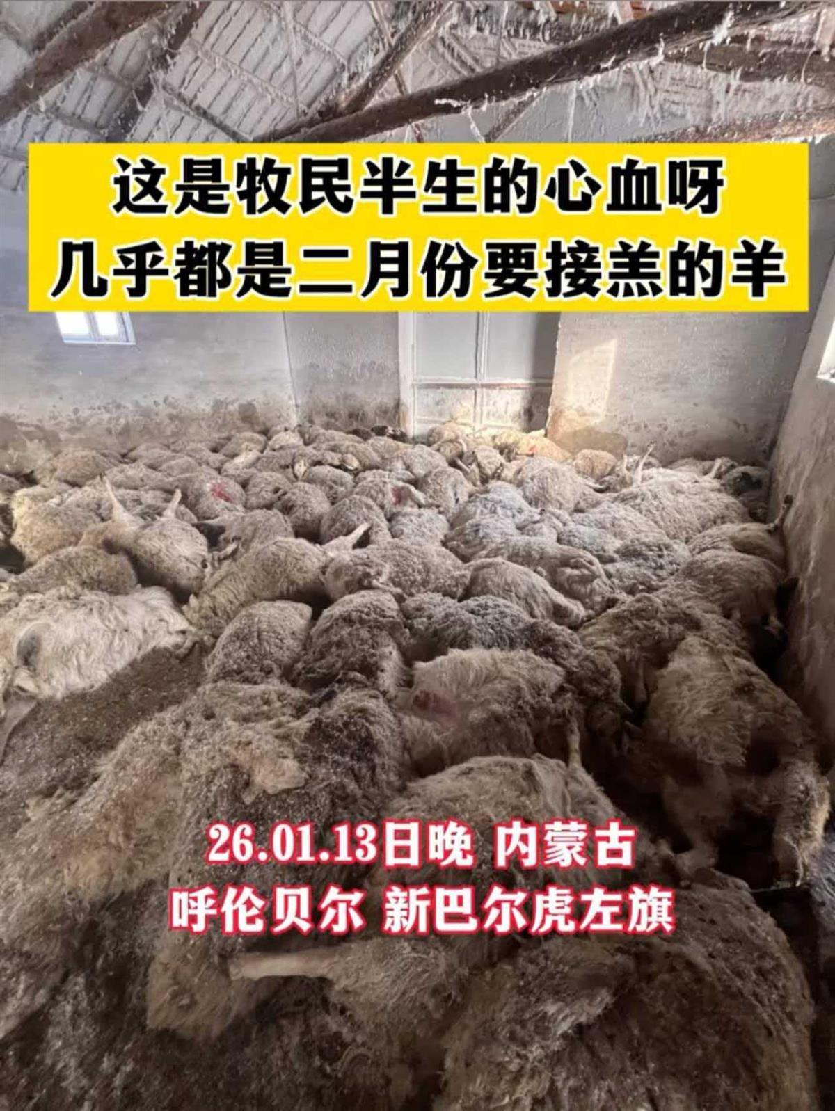 牧民自曝200多只羊因狼群夜袭死亡，大多