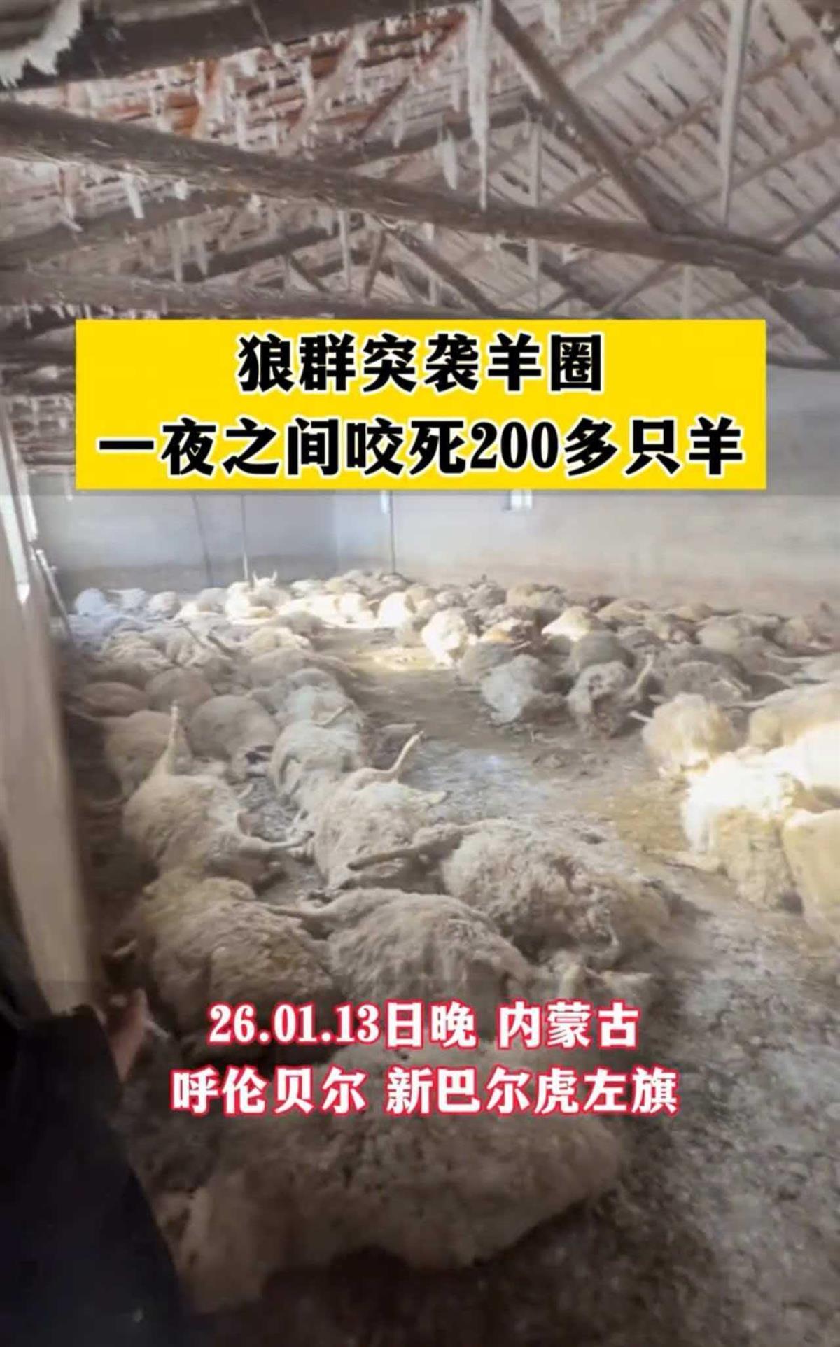 牧民自曝200多只羊因狼群夜袭死亡，大多为怀孕母羊，当地回应(图2)