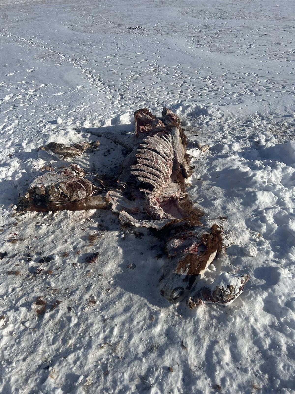 狼群偷袭撕咬马群视频曝光，牧民：已有6匹马被咬死，难得拍到一次(图3)