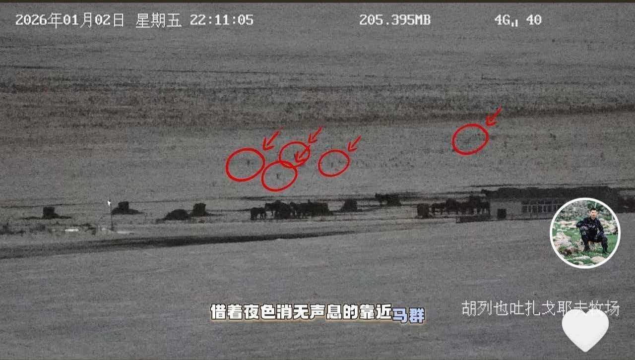 狼群偷袭撕咬马群视频曝光，牧民：已有6匹马被咬死，难得拍到一次(图1)