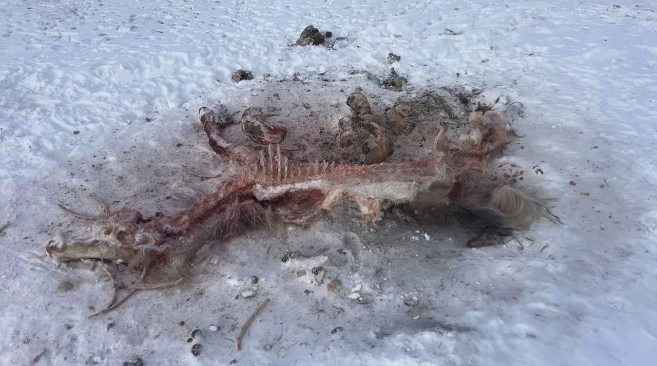 狼群偷袭撕咬马群视频曝光，牧民：已有6匹马被咬死，难得拍到一次(图2)