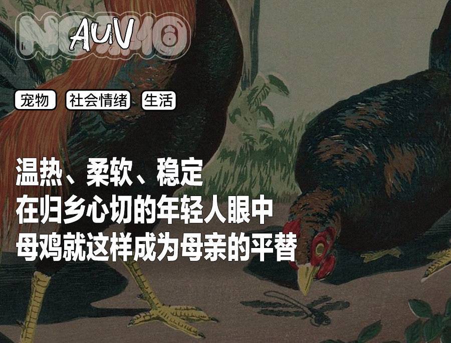母鸡，咋成了异乡游子的第二个妈？(图1)