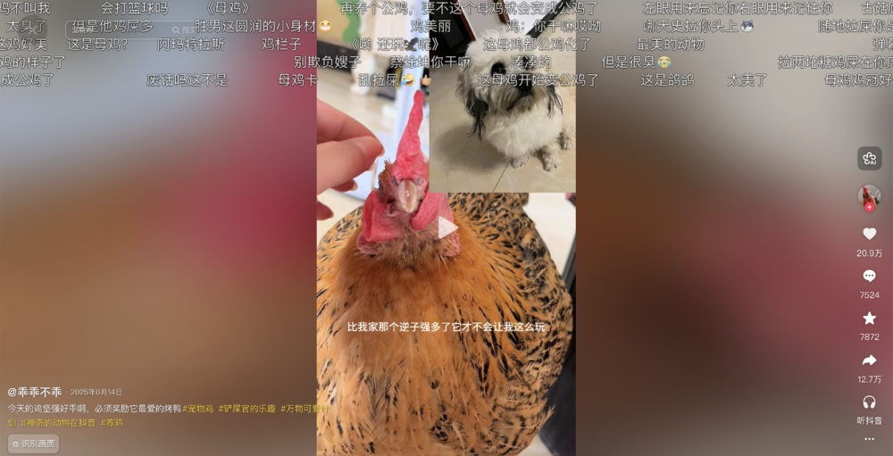 母鸡，咋成了异乡游子的第二个妈？(图4)