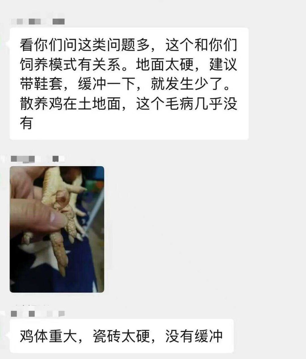 母鸡，咋成了异乡游子的第二个妈？(图11)