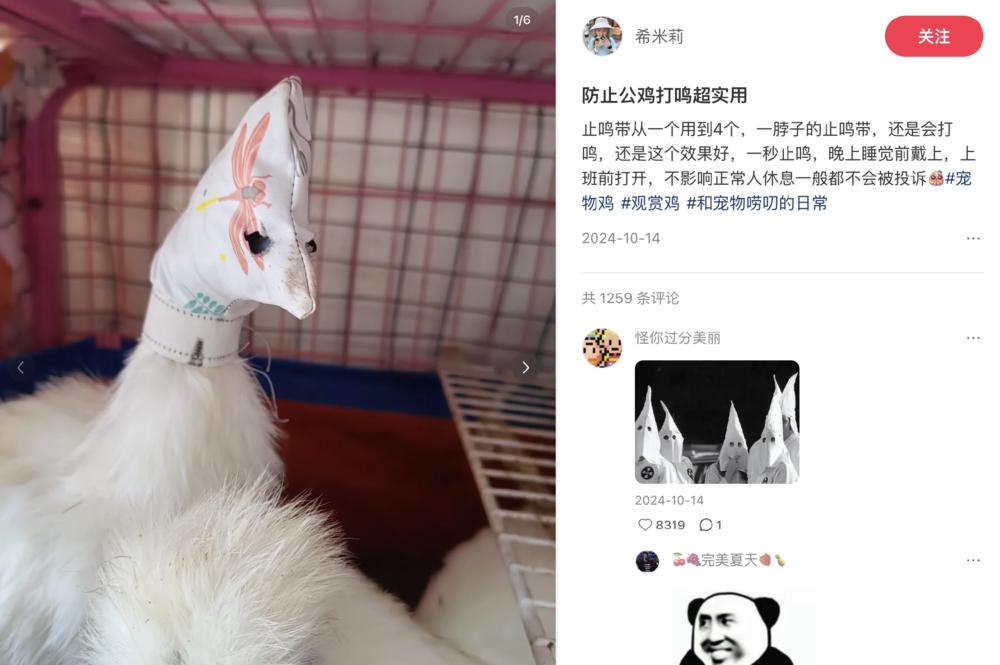 母鸡，咋成了异乡游子的第二个妈？(图12)