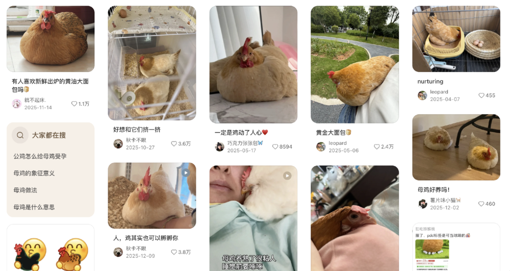 母鸡，咋成了异乡游子的第二个妈？(图5)