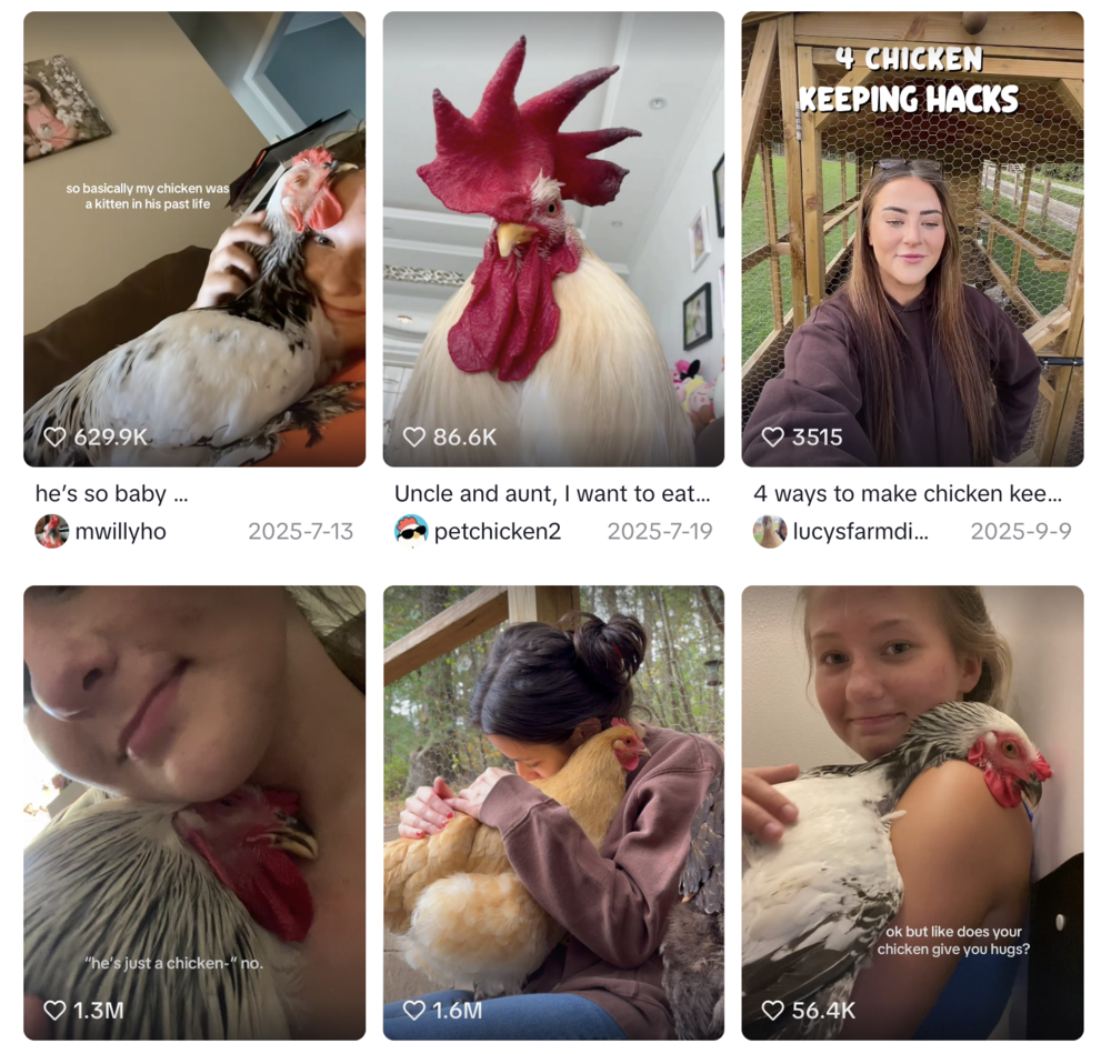 母鸡，咋成了异乡游子的第二个妈？(图6)