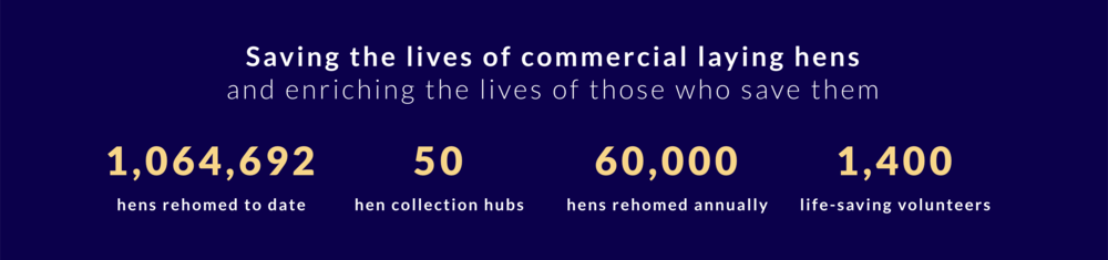 母鸡，咋成了异乡游子的第二个妈？(图7)