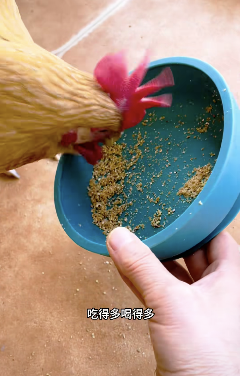 母鸡，咋成了异乡游子的第二个妈？(图10)