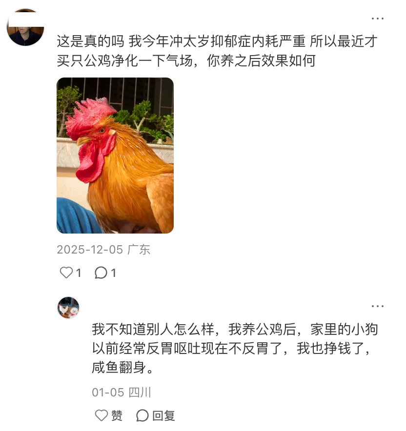 母鸡，咋成了异乡游子的第二个妈？(图17)