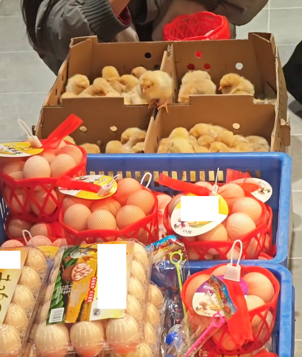 母鸡，咋成了异乡游子的第二个妈？(图21)