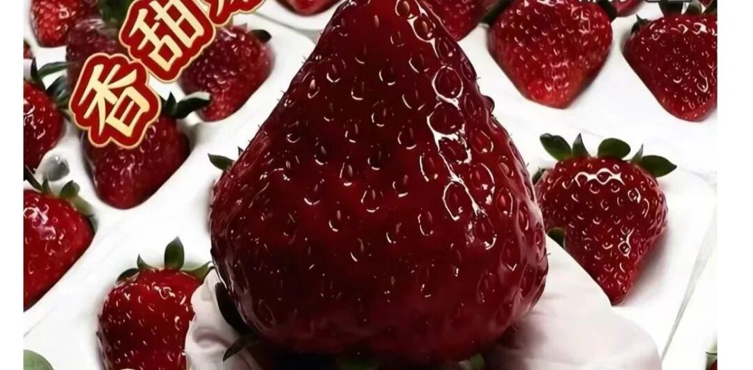 一斤315元，车厘子降价，“黑草莓”成水