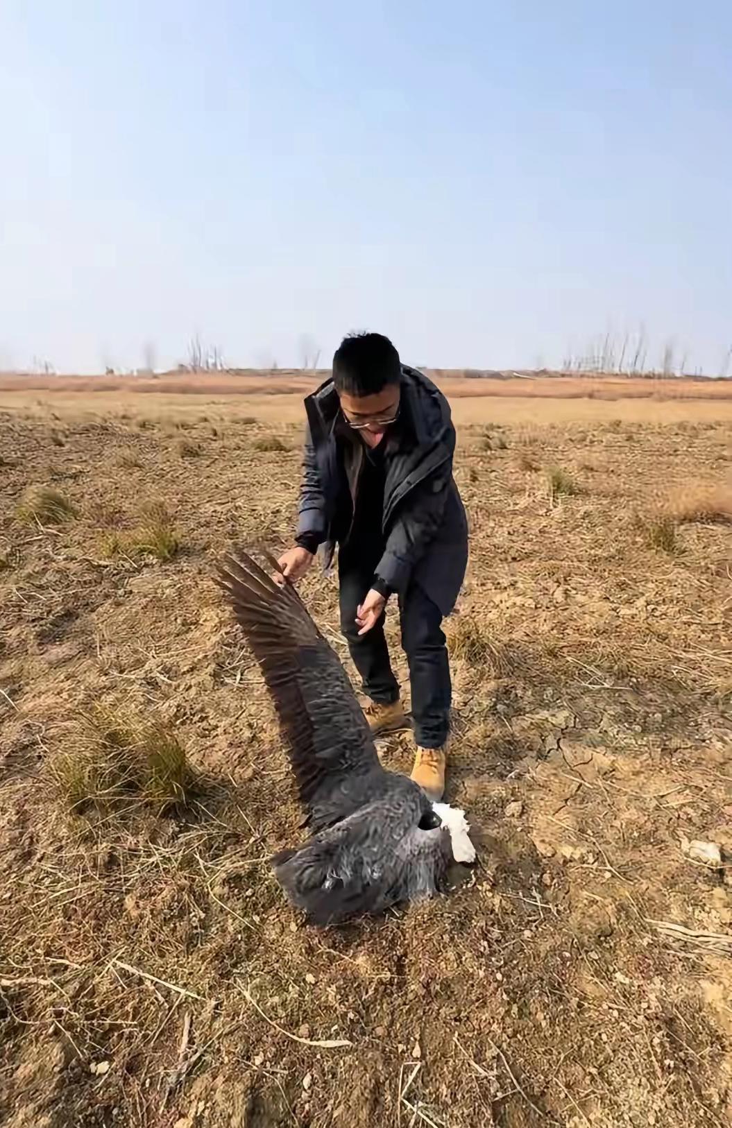 上百只鸟被毒杀，鄱阳湖发生了什么(图3)