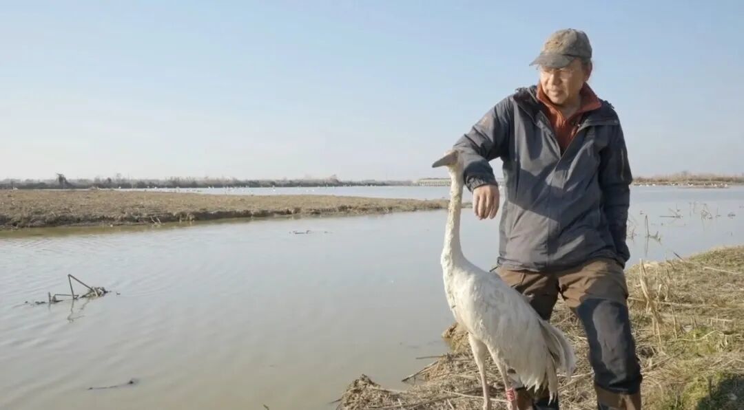 上百只鸟被毒杀，鄱阳湖发生了什么(图8)