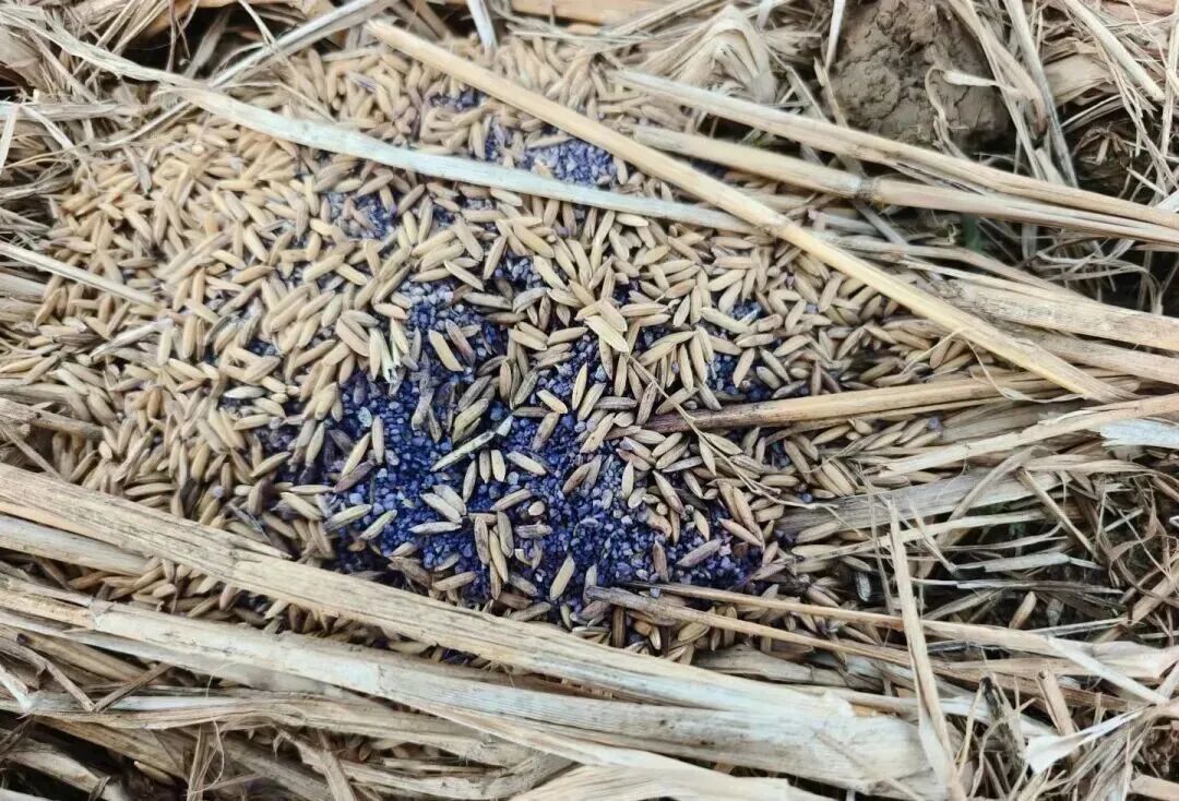 上百只鸟被毒杀，鄱阳湖发生了什么(图5)