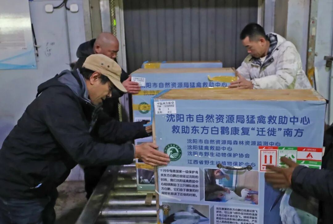 上百只鸟被毒杀，鄱阳湖发生了什么(图12)