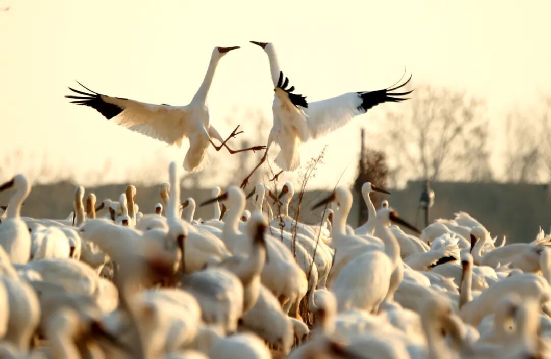 上百只鸟被毒杀，鄱阳湖发生了什么(图10)