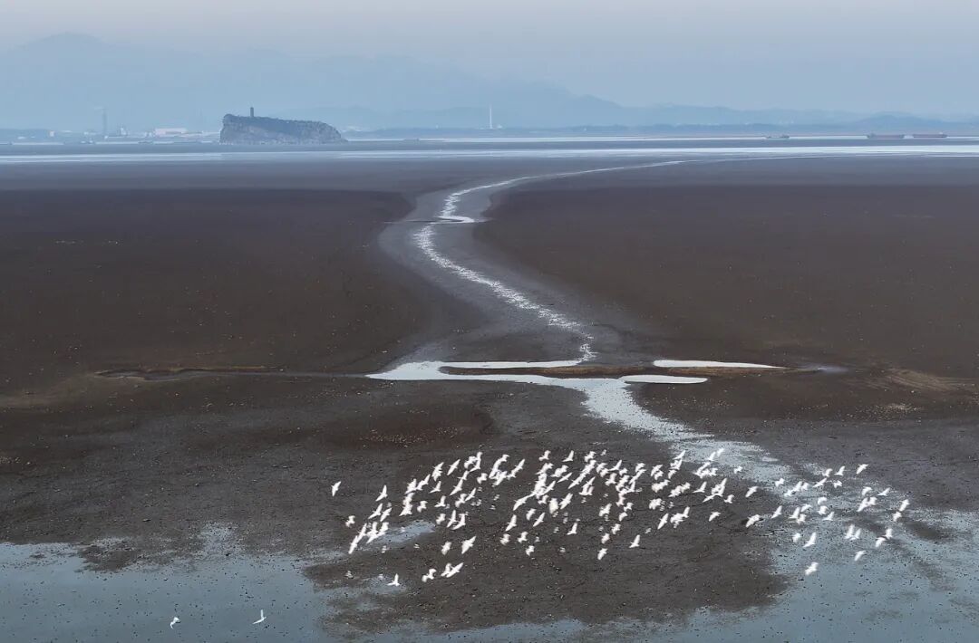 上百只鸟被毒杀，鄱阳湖发生了什么(图11)