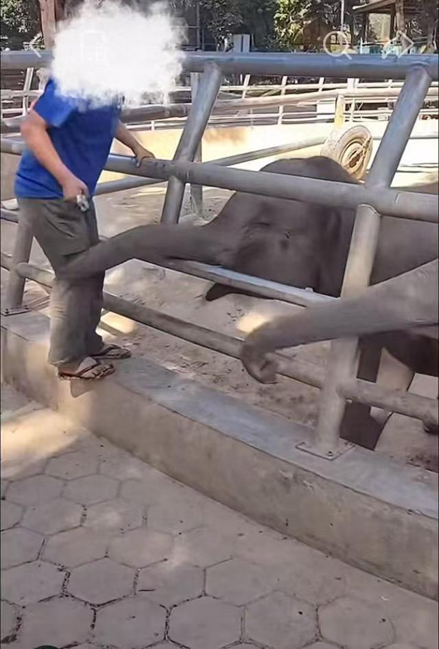 西双版纳野生动物园回应饲养员打小象：已严