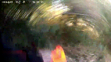 七旬老伯摘菜时，救了一条命！(图2)