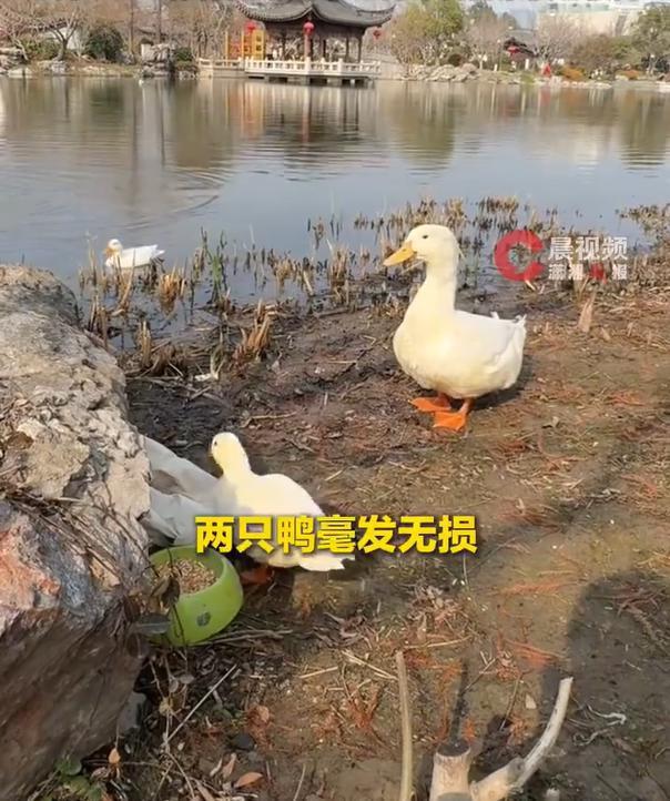 返乡过年把宠物鸭留公园放养，别把弃养说得